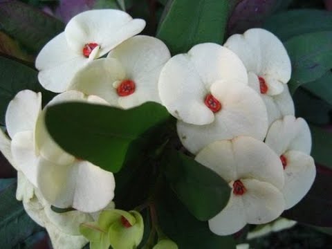 Видео: Суук мезгилде  кантип тамыр алдырабыз.От меня супер лайфхак 😄Молочай гулун тамырлатуу