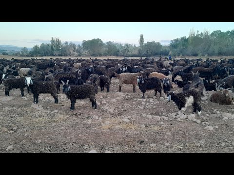 Видео: ГУСБАНТИ ДАХМАРДА БАЧО ПАХТАРО ТОПТОЗАКАРДИ #чӯпонбола 