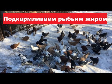 Видео: Зима самое время подкормить голубей рыбьим жиром и можно развести витамином.