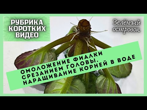 Видео: Расскажу за 2 минуты, как я переукореняю фиалку. Метод наращивания корней в воде.