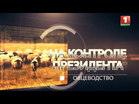 Видео: Овцеводство. На контроле Президента