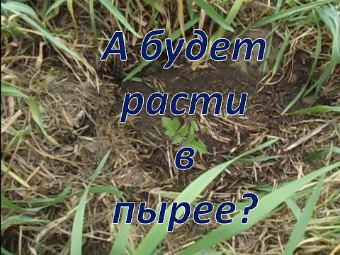 Видео: Рассаду прямо в пырей