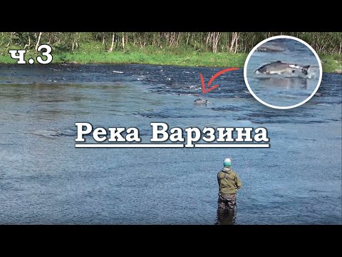 Видео: Рыбалка на кольском. Finn pool заполнен дельфинами. Ловля сёмги на реке Варзина.