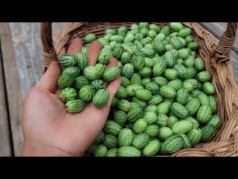 Видео: СБОР МАЛЕНЬКИХ АРБУСОВ, КОРАЛЛОВОГО САЛАТА И ЛУКА