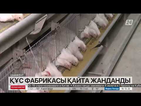 Видео: Шымкент қаласында кәсібі тұралаған құс фабрикасы бір жылдың ішінде қайта жанданды