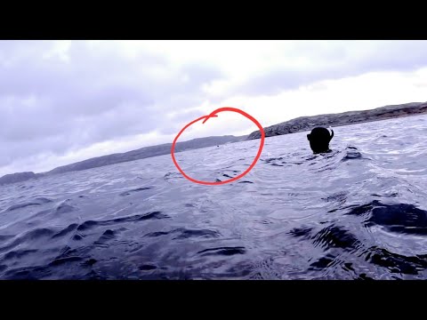 Видео: Поныряли в Териберке  с тюленями Лахтаками ,октябрь 2023