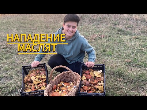 Видео: МАСЛЯТА ЦЕЛЫМИ ПОЛЯНАМИ! УХ❤️‍🔥