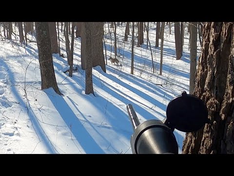 Видео: КОЙОТ НАПАДАЕТ НА ПРОФЕССИОНАЛА FOX: Savage 17 HMR ЛАЕТ: Oneida Eagle Phoenix посылает идеальную ...