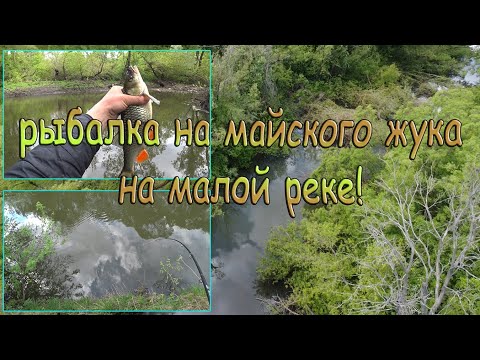 Видео: Красивая рыбалка на майского жука! Много поклёвок голавля на малой реке - "Сосна"!