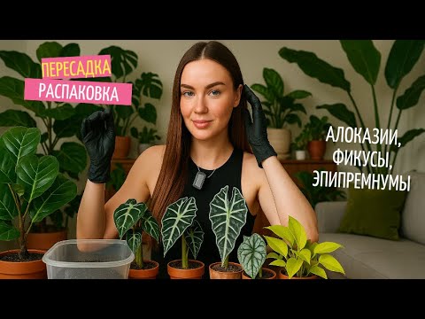 Видео: #7 #распаковка новинок | замешиваем #минеральный грунт | переживаем #Алоказии