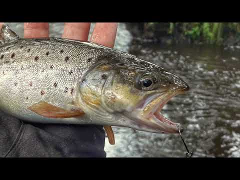 Видео: 🐟 КАК ПОЙМАТЬ ФОРЕЛЬ? СОВЕТЫ НАЧИНАЮЩЕМУ.