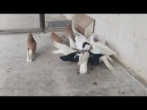 Видео: Ижевские голуби  и минералка)))