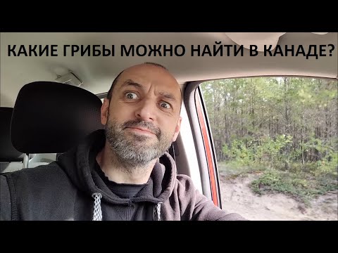 Видео: Какие грибы можно найти в Канаде, Манитобе? Продолжение с мудрым Борей. Части 2, 3 и 4.