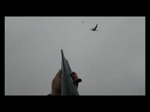 Видео: Гусепад! Охота на гуся 01.11.2025. Содержит Мат