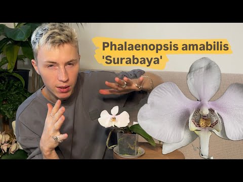 Видео: Цветение Phalaenopsis amabilis 'Surabaya' 