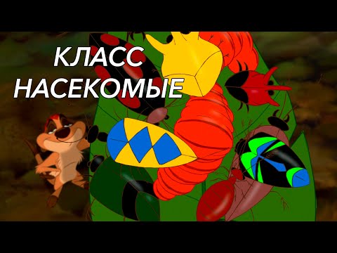 Видео: Урок "Класс Насекомые" - ЦТ, ЕГЭ, ЗНО