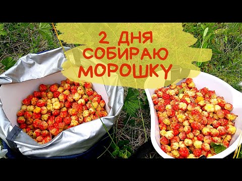 Видео: Собираю МОРОШКУ В Лесу | Какой Результат за Пару Часов?