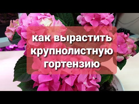 Видео: 67.  как вырастить крупнолистную гортензию