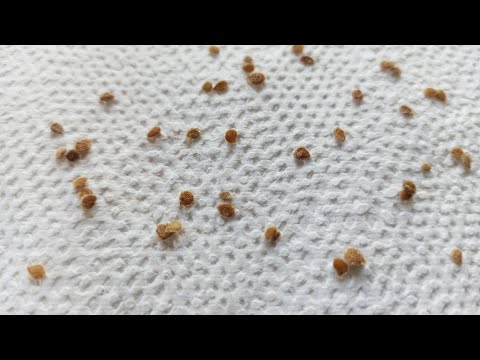 Видео: Обеззараживание семян томатов перед посевом в Алирин Б и Гамаире