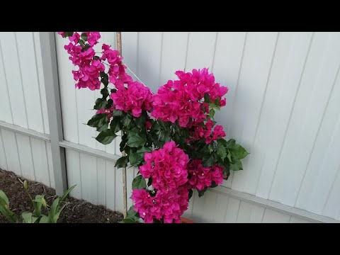 Видео: Залив бугенвиллии. Как выглядит растение при заливе, что делать?!
