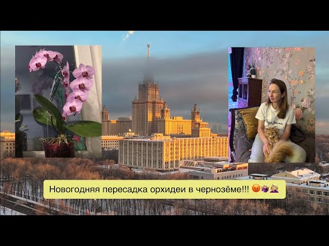 Видео: Орхидея, пересаженная хозяйкой в обычную землю, предсказуемо начала умирать!