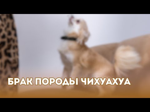 Видео: Брак породы чихуахуа