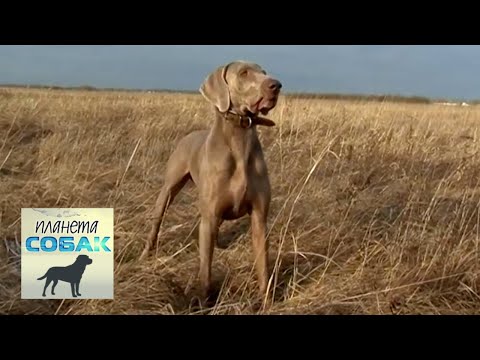 Видео: Веймаранер. Планета собак 🌏 Моя Планета