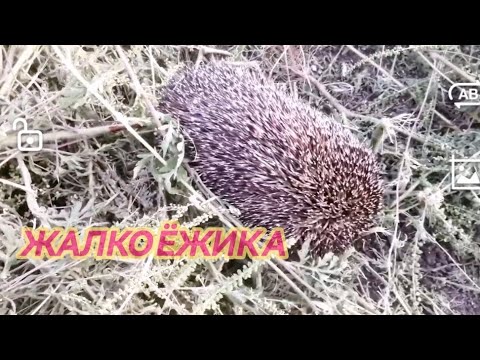 Видео: бедный ёж