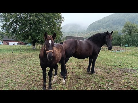 Видео: (КОНІ ПРОДАНІ)🔊 ПОРЯДНА КОБИЛА 💣 ТА ЛОШАК🔥 Коні на продаж 💵☎️