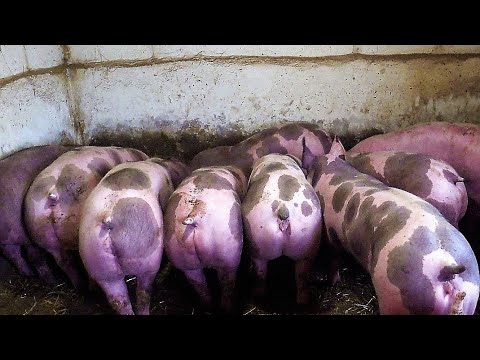 Видео: Порода;дюрок, пьетрен, кантор, купил солому в тюках
