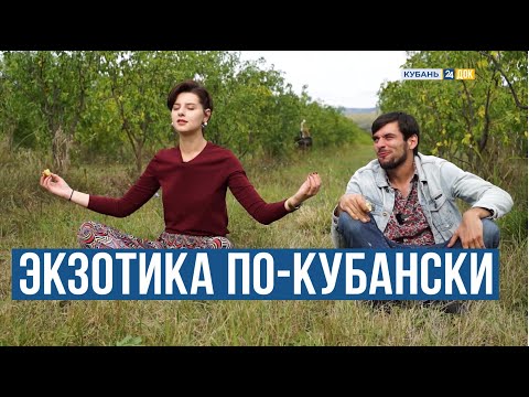 Видео: "Агронорм". Маракуйя и зизифус