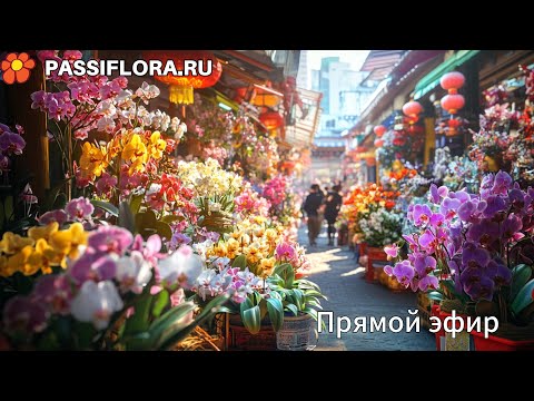 Видео: Прямой эфир – рынок