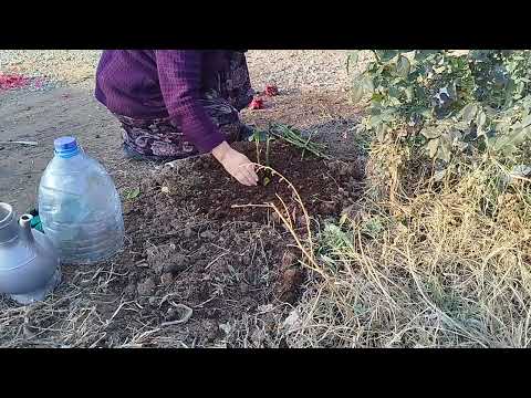 Видео: Кеч куздо розаны кобойтуу.