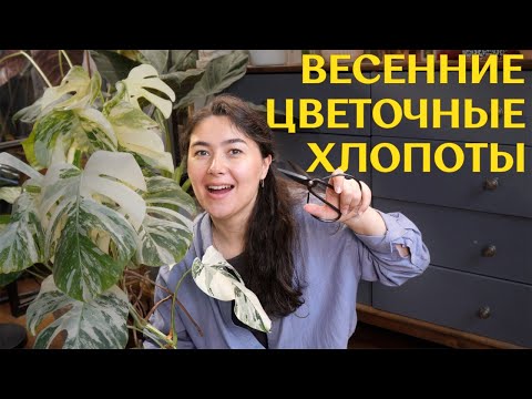 Видео: РЕЖУ большую МОНСТЕРУ АЛЬБУ | новые УДОБРЕНИЯ и ПРЕПАРАТЫ  для РАСТЕНИЙ | УЮТНЫЙ зелёный ВЛОГ 🪴