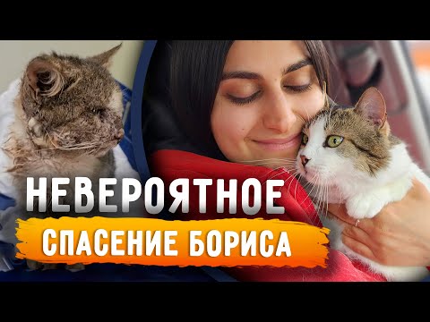 Видео: Невероятная история кота Бориса. Как он выжил и спустя полтора года уехал в добрые руки.