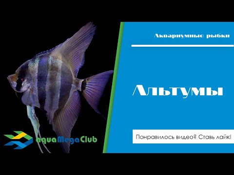 Видео: Альтумы - содержание в общих аквариумах, совместимость с другими рыбами