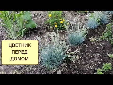 Видео: Цветник на улице : годеция, овсяница, канны, хризантема, бархатцы, мирабилис (зорька) 6 июня 2021.