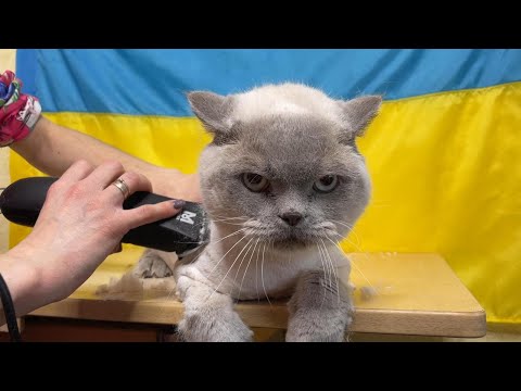 Видео: Haircut of a calm Cat with a Machine  |  Стрижка машинкою спокійного кота