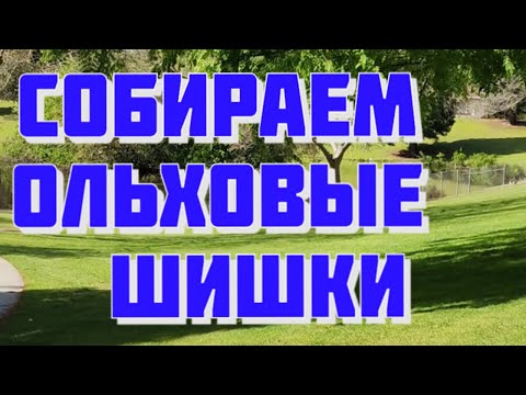 Видео: СОБИРАЕМ ОЛЬХОВЫЕ ШИШКИ