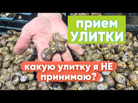 Видео: Приемка улитки от фермеров