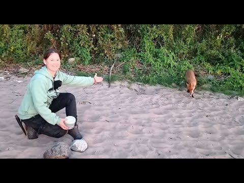 Видео: В ГОСТЯХ У ЛИСИЦЫ. РЫБАЛКА НА ВОЛГЕ!