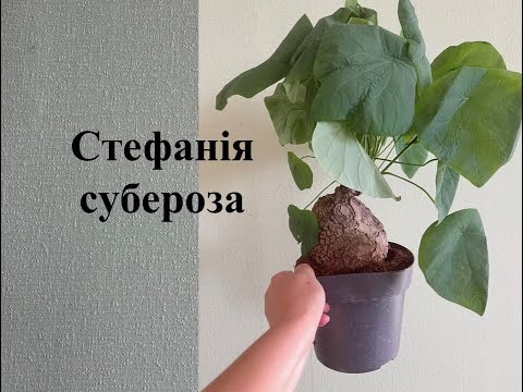 Видео: Стефанія субероза - рідкісний сукулент та мрія колекціонерів