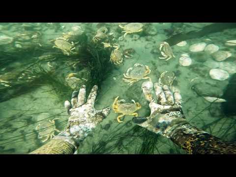 Видео: Дайвинг за крабами на побережье Орегона (поймай и приготовь)