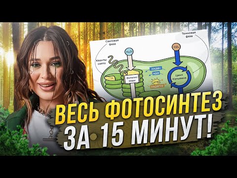 Видео: ФОТОСИНТЕЗ: вся тема ПРОСТО и ПОНЯТНО за 15 минут! / Световая и темновая фаза для ЕГЭ по биологии!
