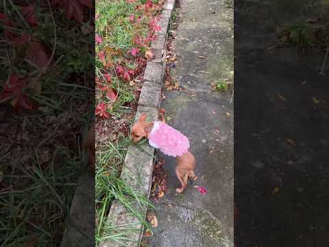 Видео: ВОСКРЕСНЫЕ УТРЫ)