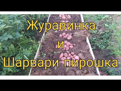 Видео: Небывалый урожай картофеля в высокой грядке. Суперр сорта Журавинка и Шарвари пирошка.