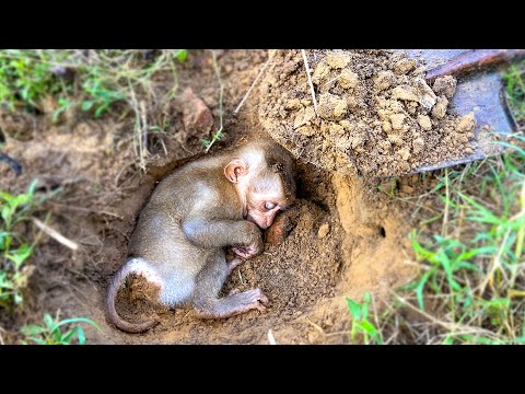 Видео: Неожиданный инцидент произошёл с Суши-малышом обезьянкой!!!