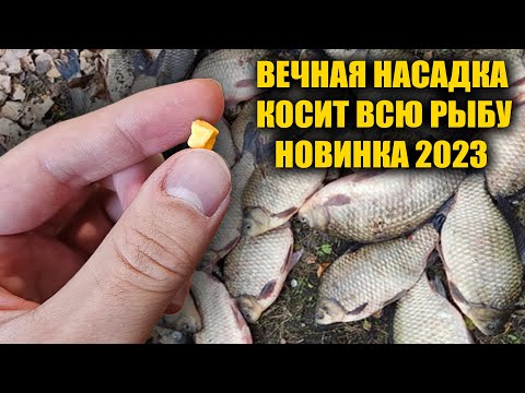 Видео: Вечная насадка для рыбалки осенью. Насадка на карася леща карпа плотву. Секретная насадка на карася