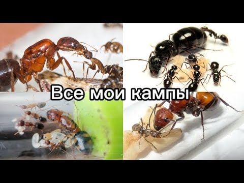 Видео: Все мои муравьи рода camponotus
