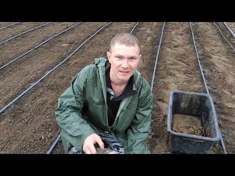 Видео: Сажаем маточник клубники)